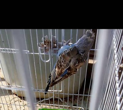 hogoromo budgie male blue colour under size