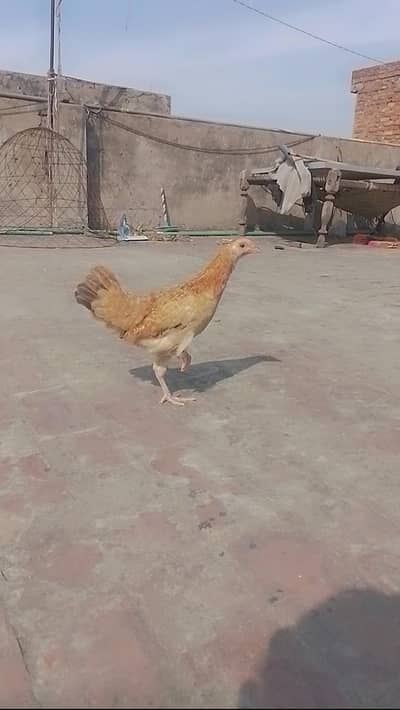 Pure Desi Pathi (Female) - 3 Months+ Old - Healthy & Active