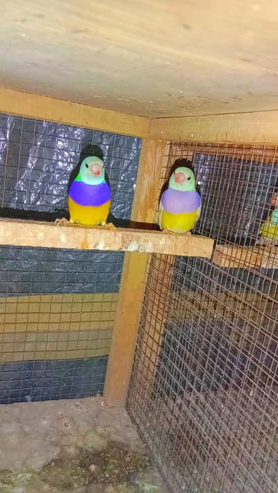 Goldian, Dimond finch, Star، Owl Finch, Cut throat, Euro, snow, Java