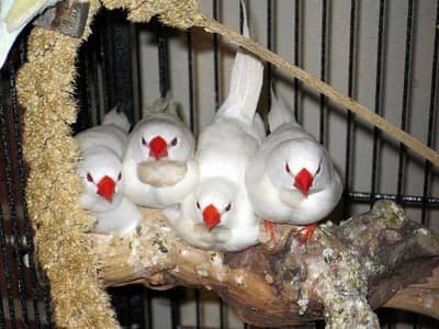 2 Albino female Dimond , Star finch, Owl Finch, Cut throat, Euro, snow