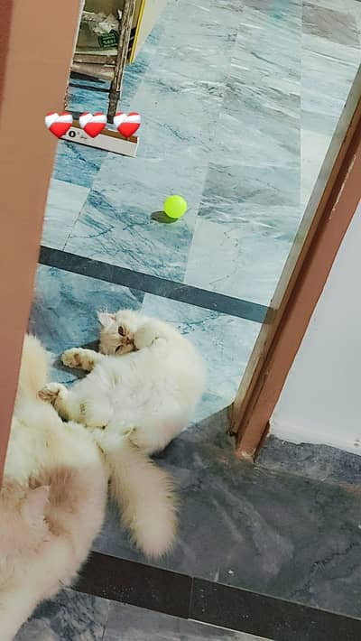 Persian cat for sale