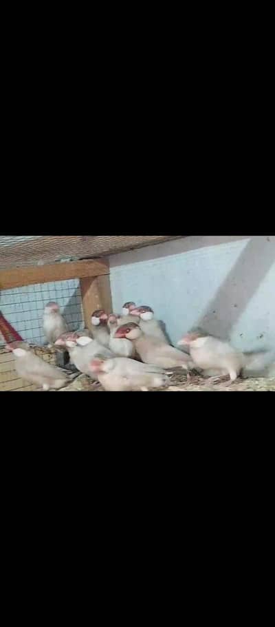 fown jawa breeder calony for sale  2000 k breeder jora