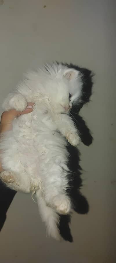 new born active cute