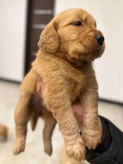 Golden Retriever Pedigree Puppies 