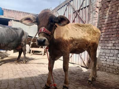 jarsi our friziyan cross vachi ha.