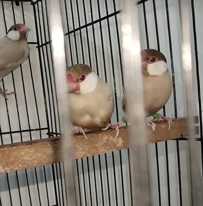 Java white silver faan breedar pairs