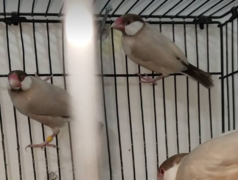 Java white silver faan breedar pairs 1