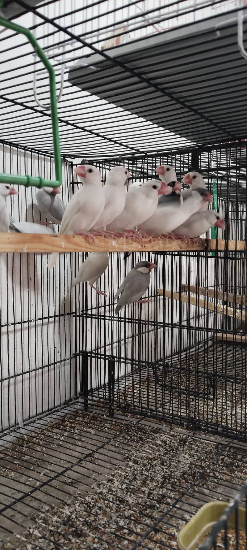 Java white silver faan breedar pairs 2