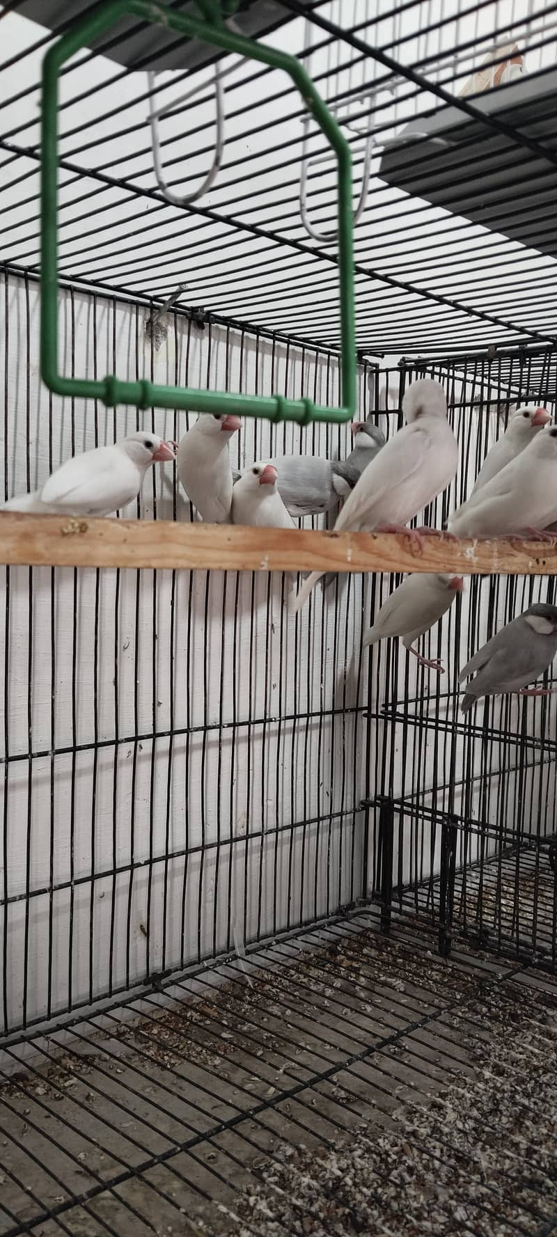 Java white silver faan breedar pairs 4