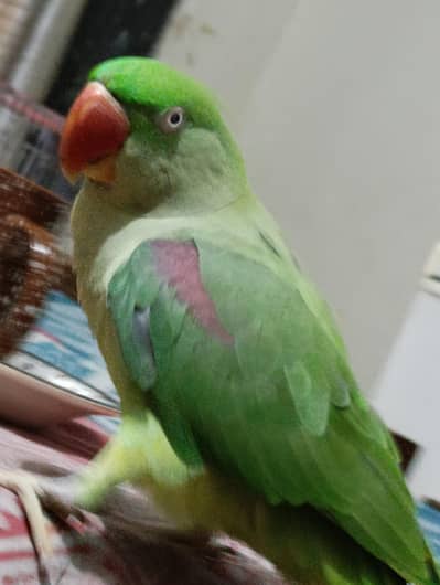 Kashmiri Pahari parrot  live Talking