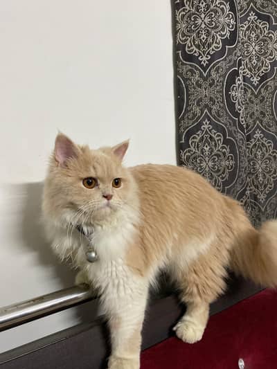 Persian doll face tripple coat male cat for mating available