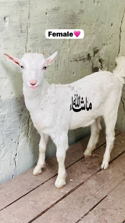 Teddy gulabi female kid