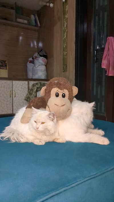 Persian male age 11 months friendly