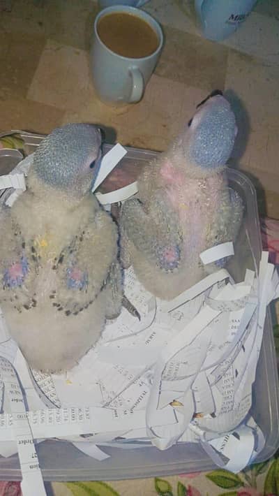 African grey chicks