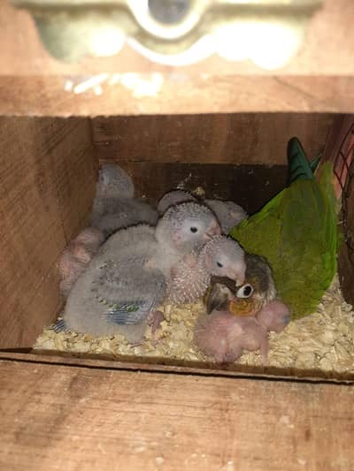green cheek conure chicks for sale
