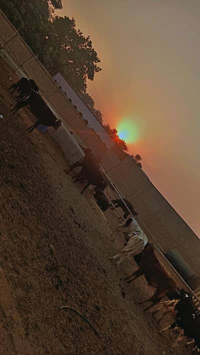 fresh Healthy Live Cattle --Direct From D. G. Khan farm