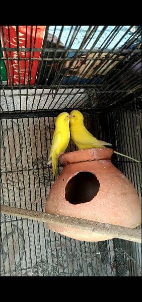 1Pair yellow Red eye budgie's