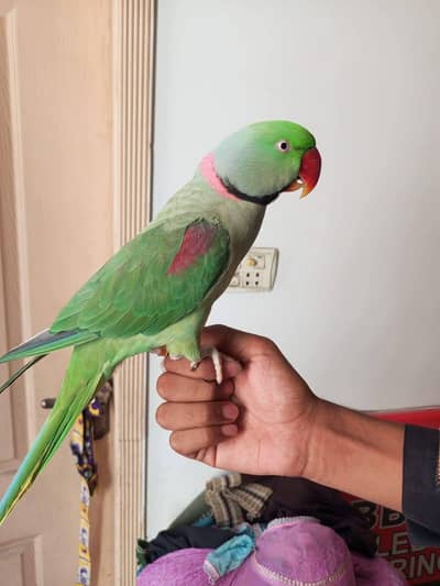 raw parrot male
