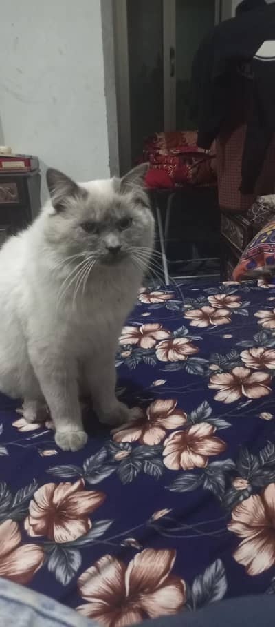 Persian Cat Male