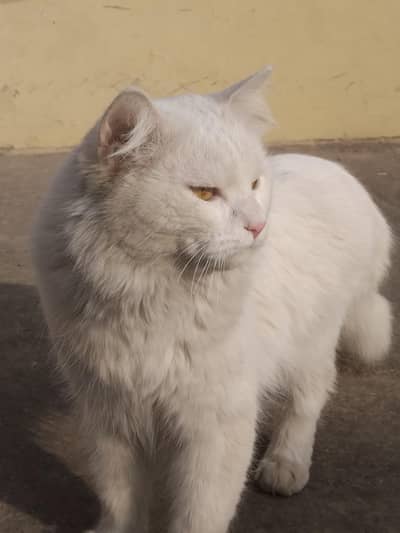 male cat for sale urgent