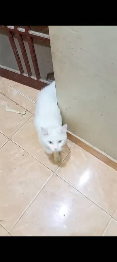 Persian male cat for sale