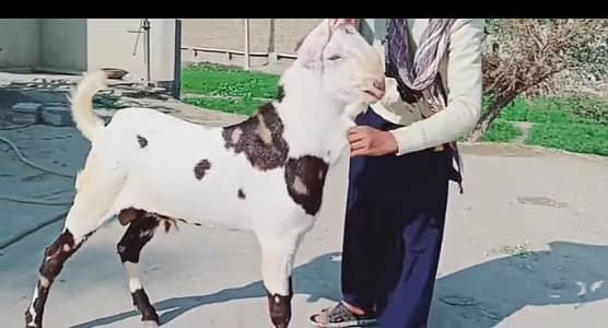 rajanpuri Bakra urgent for sale