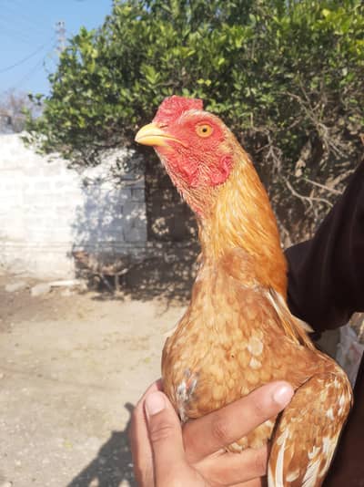 aseel home breed pathe aur murkhi available