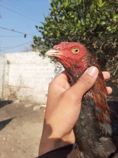 aseel home breed 1 pathe aur 2 murkhi available hai