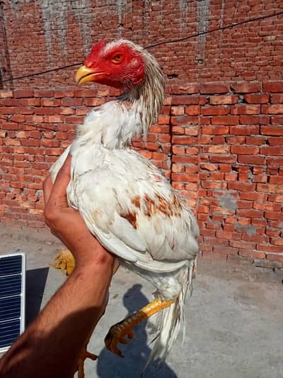 HINT X THAI TOP QUALITY BIRD