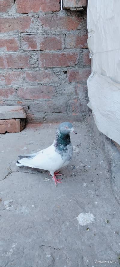 Hi quality teddy female