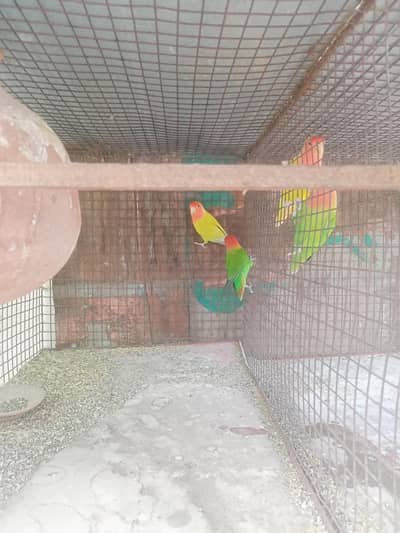 3 pairs Fisher 1 kid fisher 1 female cocktail