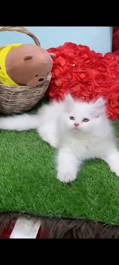 pure persian cats vaccinated triple coated WhatsApp 03317823482