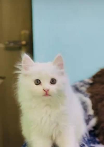 pure persian cats vaccinated triple coated WhatsApp 03317823482