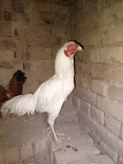 Aseel heera 03047388659