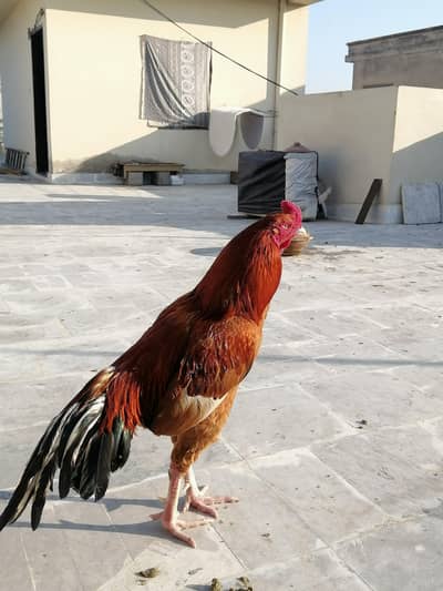 Pure Aseel peela patha healthy active urgent sale need money