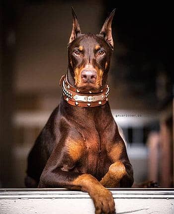 dober man matting available