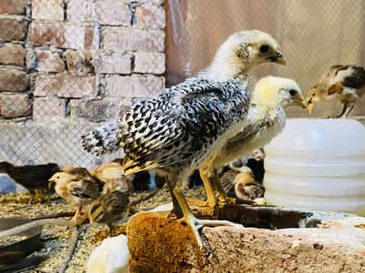 Golden Misri|Desi| Chicks| Egg laying Hen Chuzay  PATHI|Lohman Fayomi