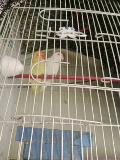 albino red eays male p Fisher female