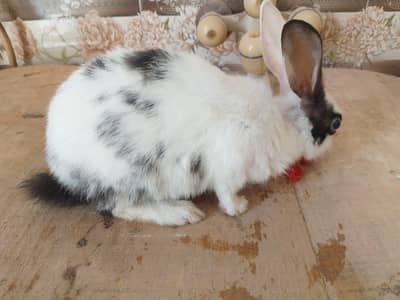Rabbit  Female