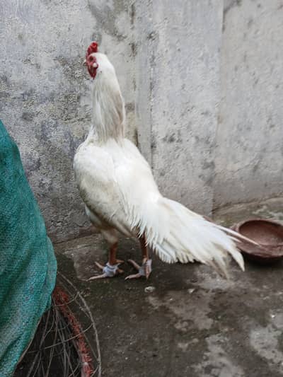 Aseel Heera | White Aseel |Heera Breeder | Heera male |  Aseel | Murga