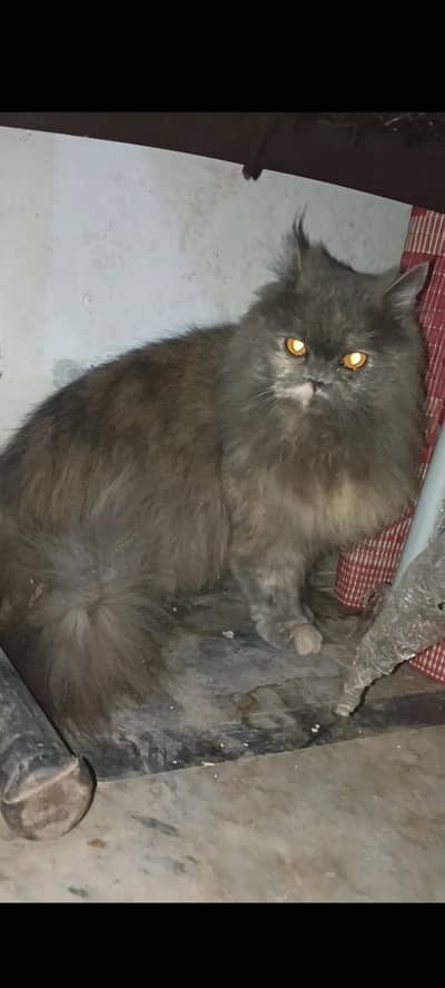 percian cat is pregnant urgent sale