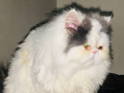 Persian kittens| Triple Coated |Punch Face kittens fluffy| piki face