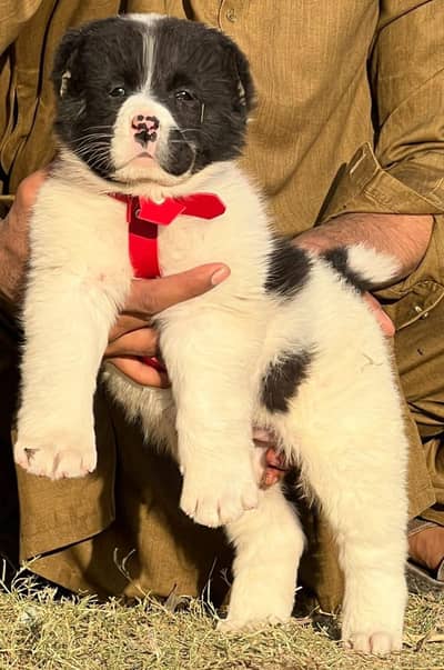 Central Asian Shepherd | King alabai | alabai dog | alabai puppies