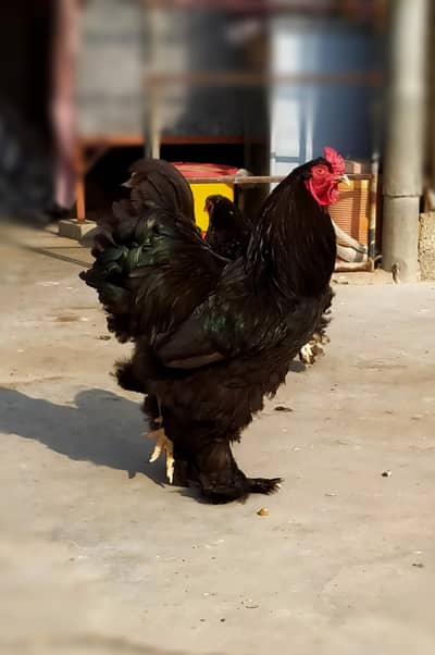 FANCY HENS FERTILE EGGS