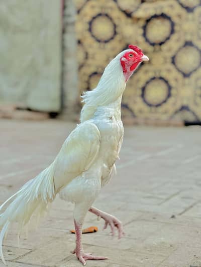 White Heera High Quality Patha Urgent For Sale