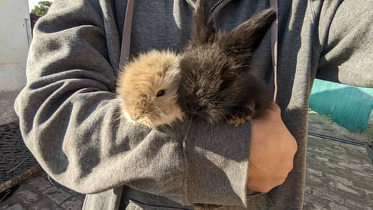 Pure English Angora Rabbits