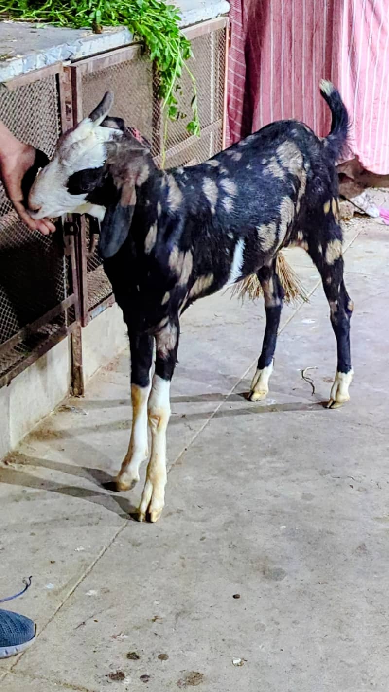 Bakra 0