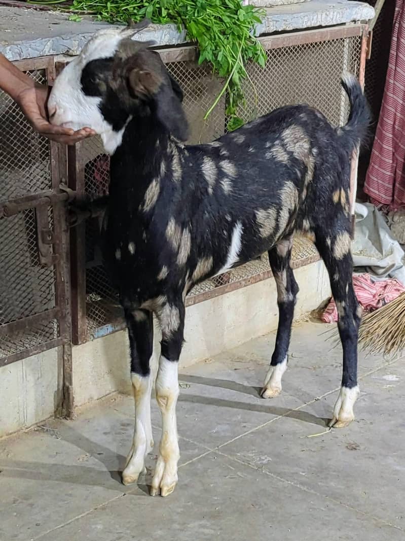 Bakra 1
