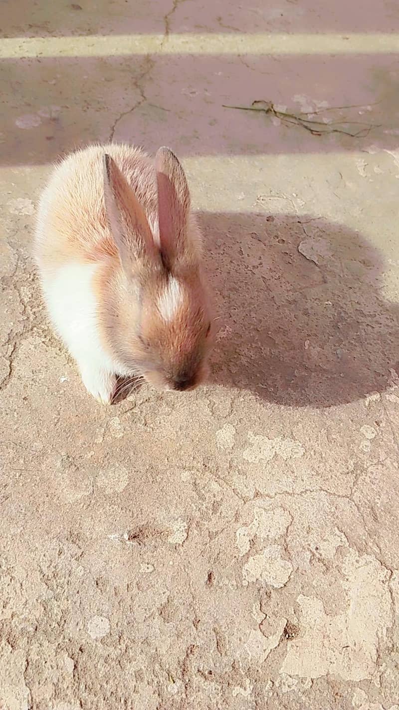 rabbit  2