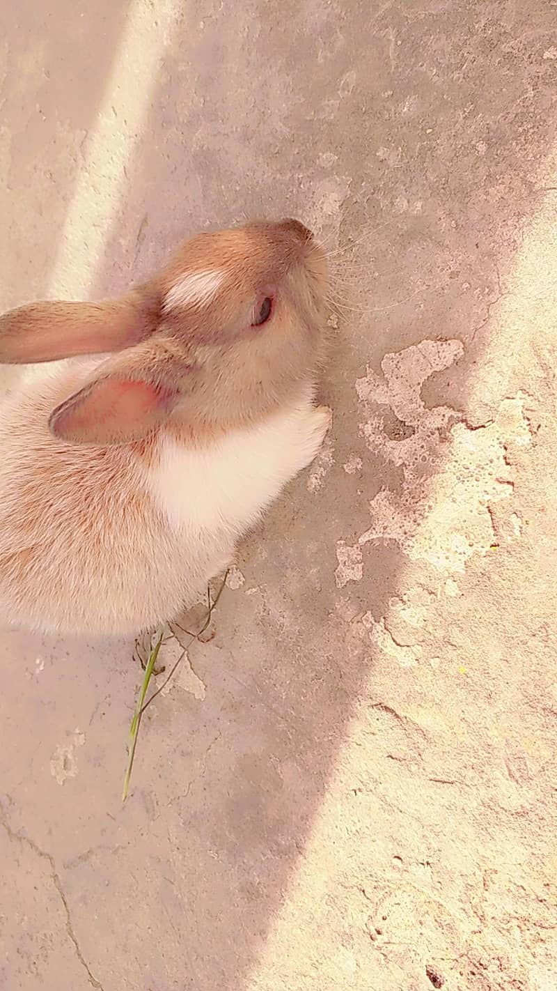 rabbit  3